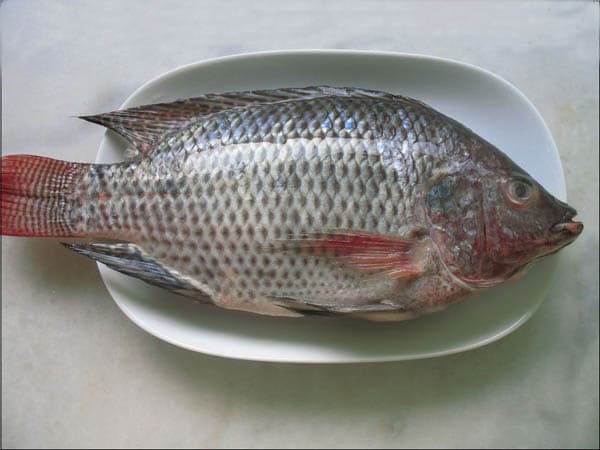 Offer Frozen Black Tilapia Fish Whole Round  _Oreochromis Ni